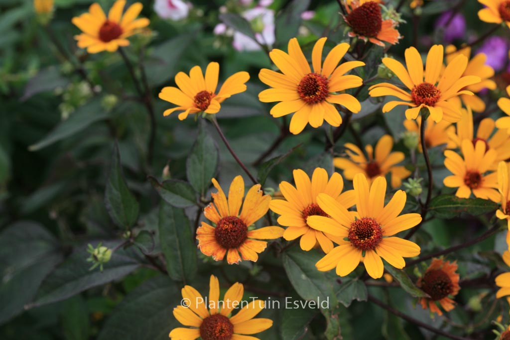 Heliopsis helianthoides ‚Summer Nights‘