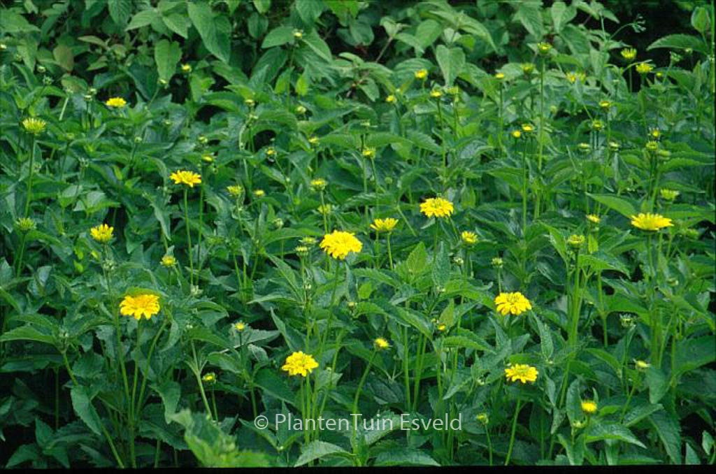 Heliopsis helianthoides ‚Summer Sun‘