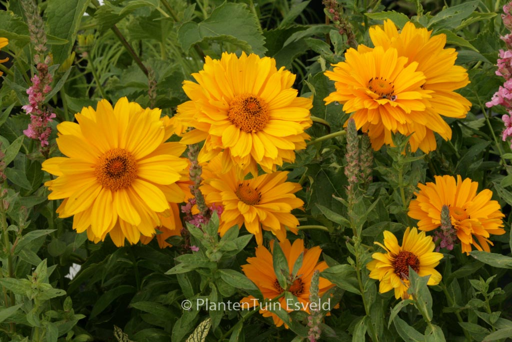 Heliopsis helianthoides ‚Venus‘