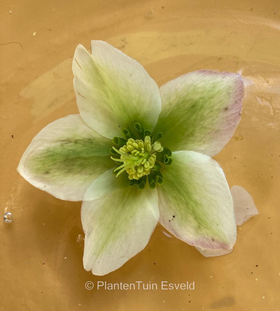 Helleborus ‚Ivory Prince‘