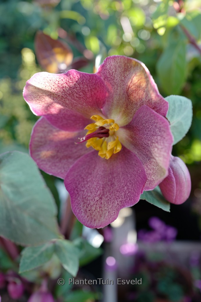Helleborus ‚Rhythm Pink‘ (FROSTKISS)