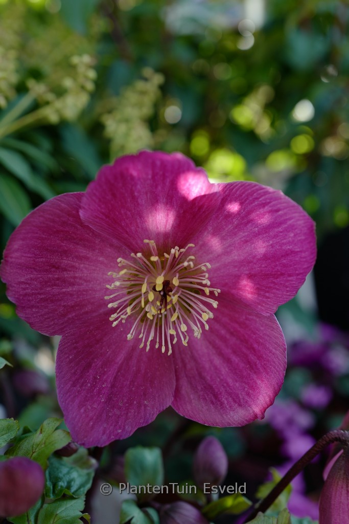 Helleborus ‚Sifra‘