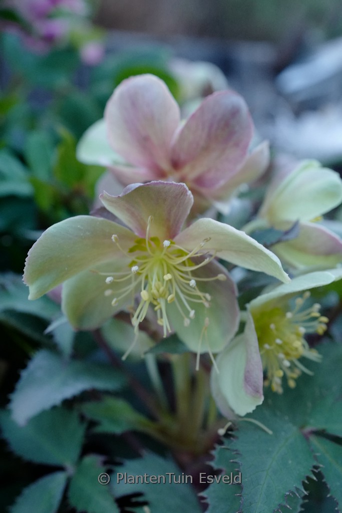 Helleborus ‚Silver Dollar‘