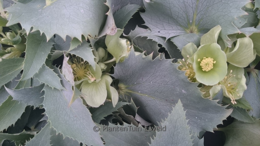 Helleborus argutifolius ‚Silver Lace‘