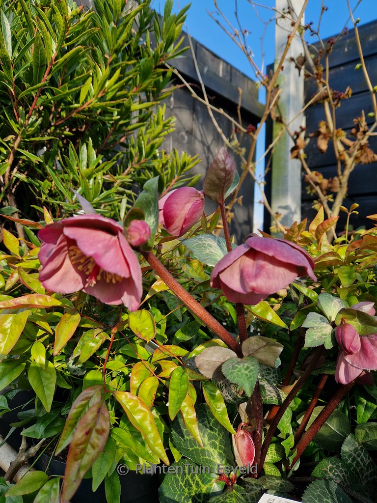 Helleborus ericsmithii ‚ABCRD01‘ (PENNY’S PINK)