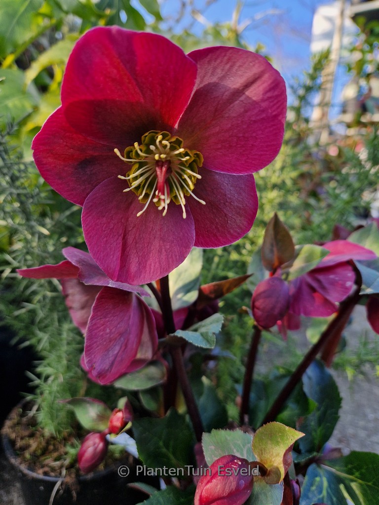 Helleborus ericsmithii ‚Anna’s Red‘