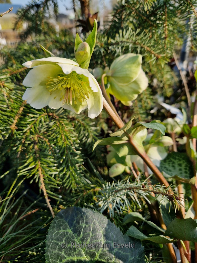 Helleborus ericsmithii ‚Molly’s White‘