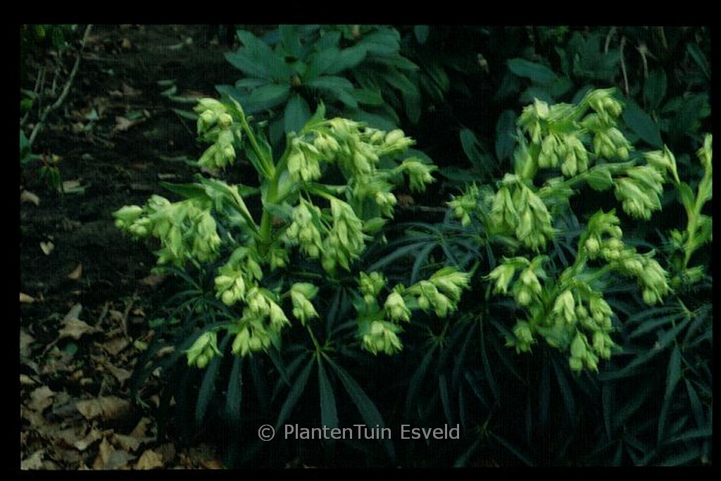Helleborus foetidus ‚Bowless‘