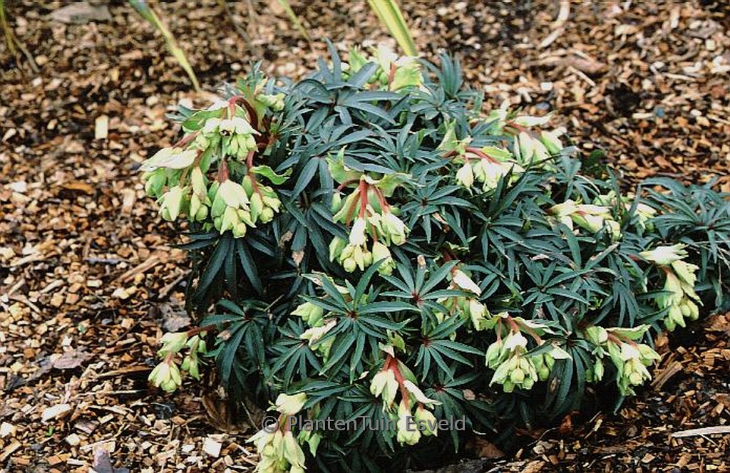 Helleborus foetidus ‚Wester Flisk‘