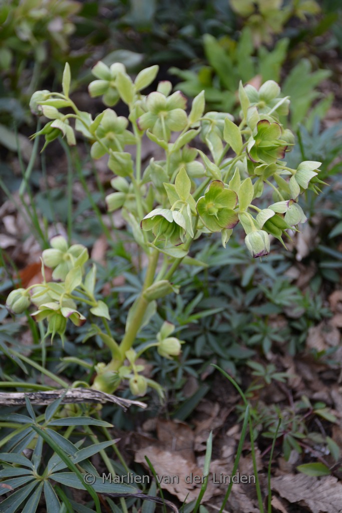 Helleborus foetidus