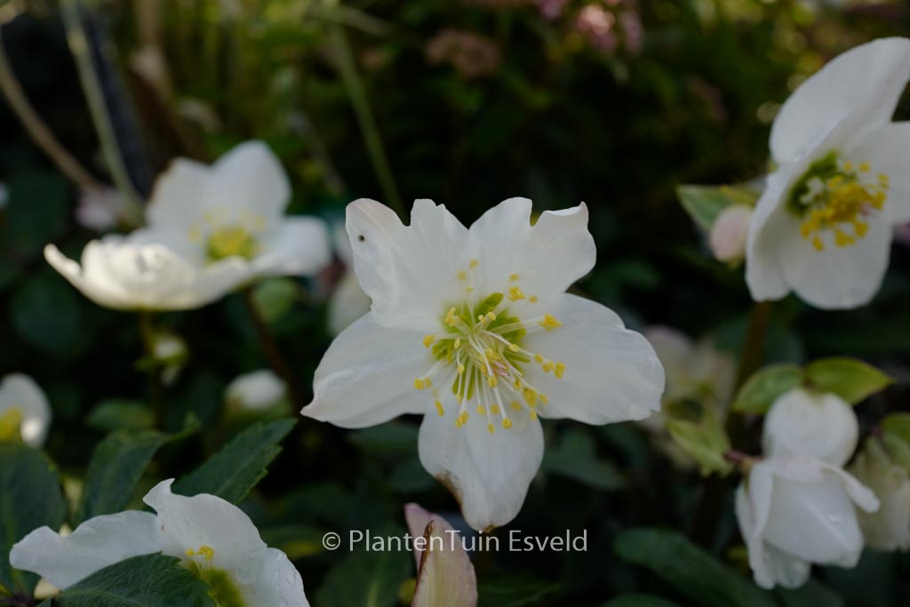 Helleborus niger