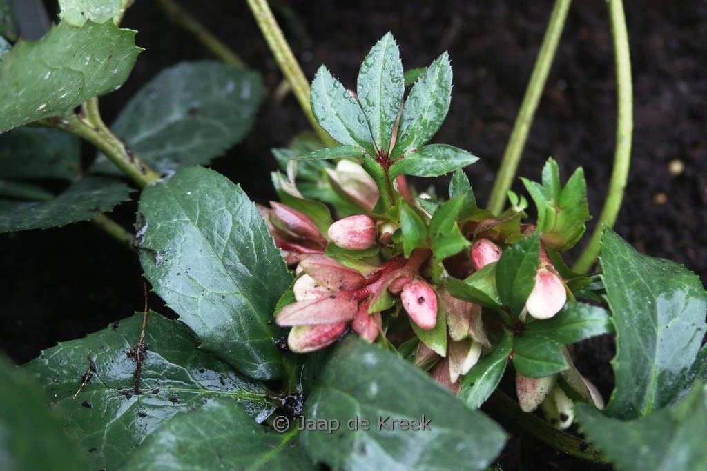 Helleborus nigercors ‚Candy Love‘