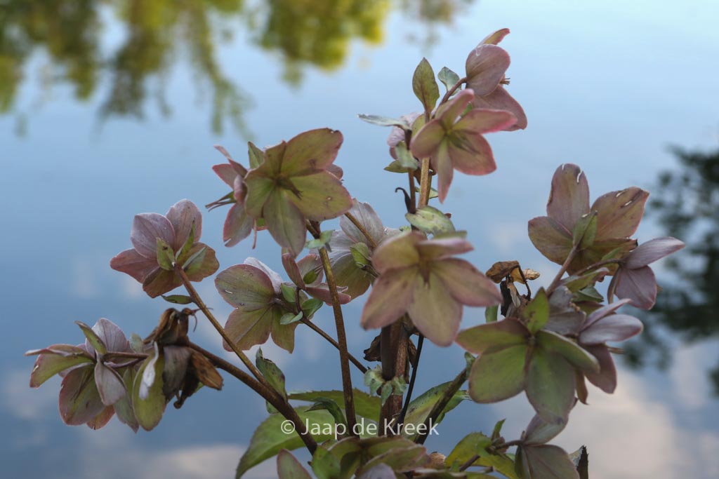 Helleborus nigercors ‚Emma‘