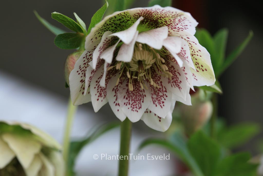 Helleborus orientalis ‚Cinderella‘