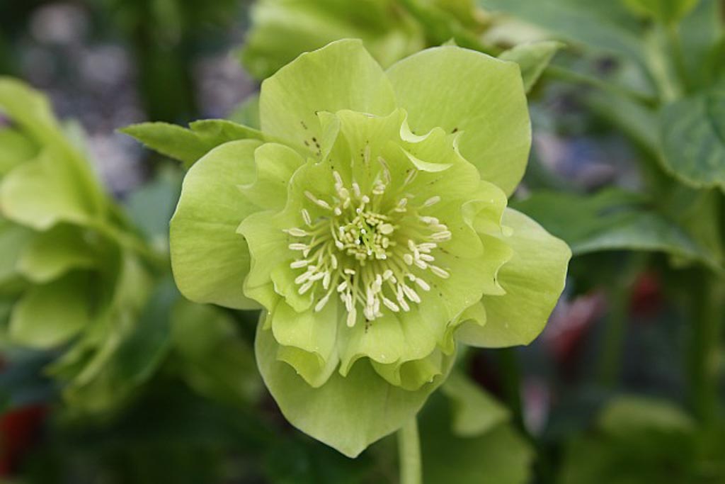 Helleborus orientalis ‚Double Ellen Green‘