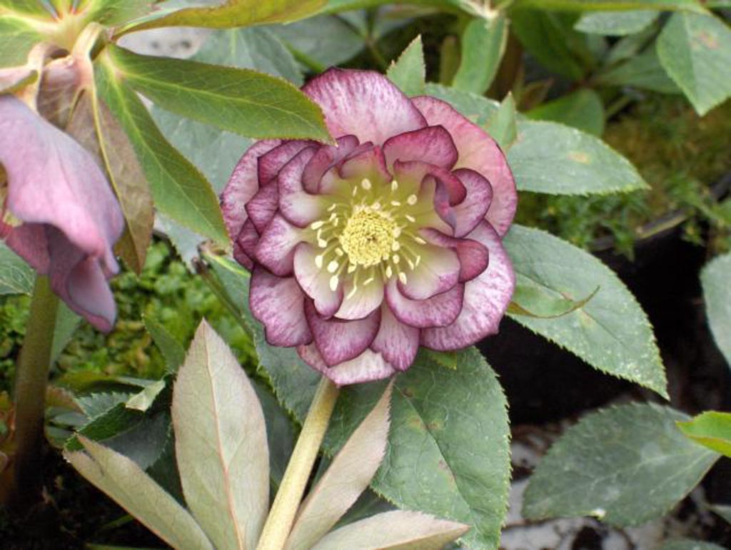Helleborus orientalis ‚Double Ellen Picotee‘