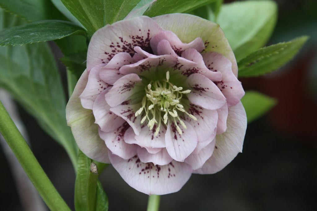 Helleborus orientalis ‚Double Ellen Pink Spotted‘