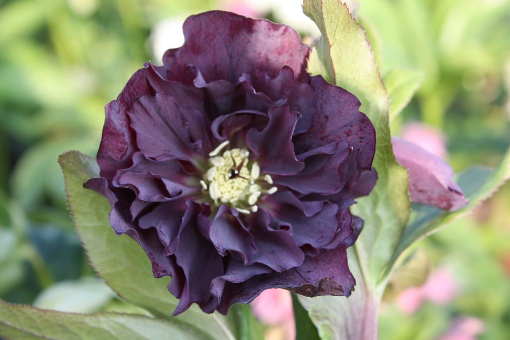 Helleborus orientalis ‚Double Ellen Purple‘