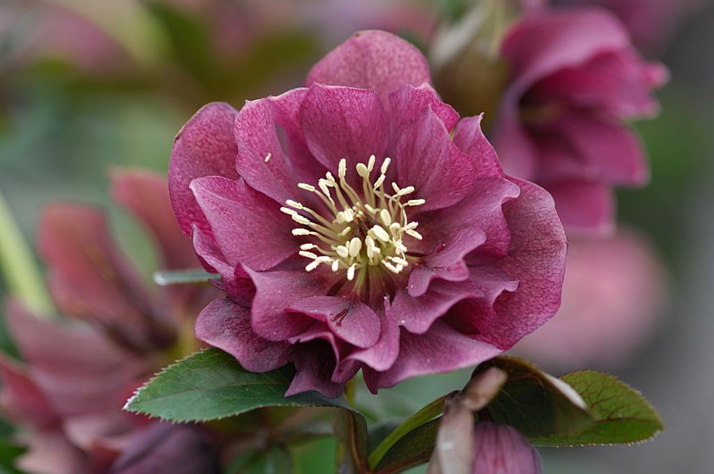 Helleborus orientalis ‚Double Ellen Red‘