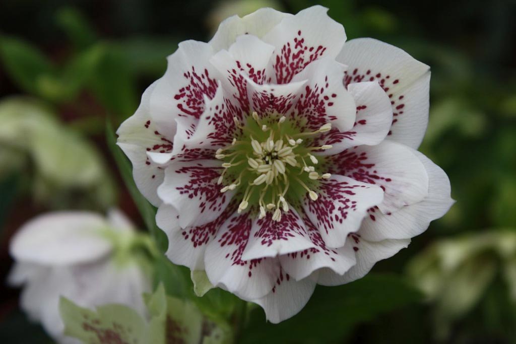 Helleborus orientalis ‚Double Ellen White Spotted‘