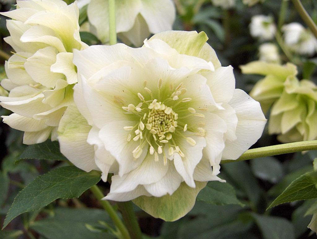 Helleborus orientalis ‚Double Ellen White‘