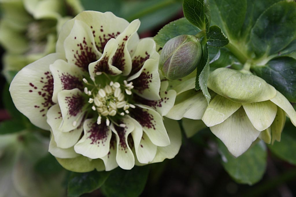 Helleborus orientalis ‚Double Ellen Yellow Spotted‘