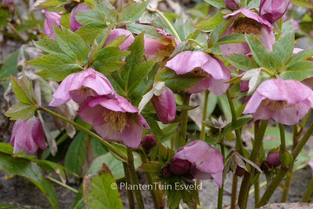 Helleborus orientalis ‚Pretty Ellen‘