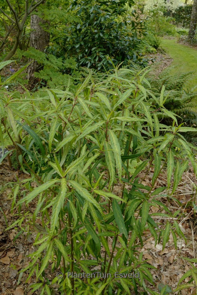 Helwingia chinensis ‚Raulston Queen‘