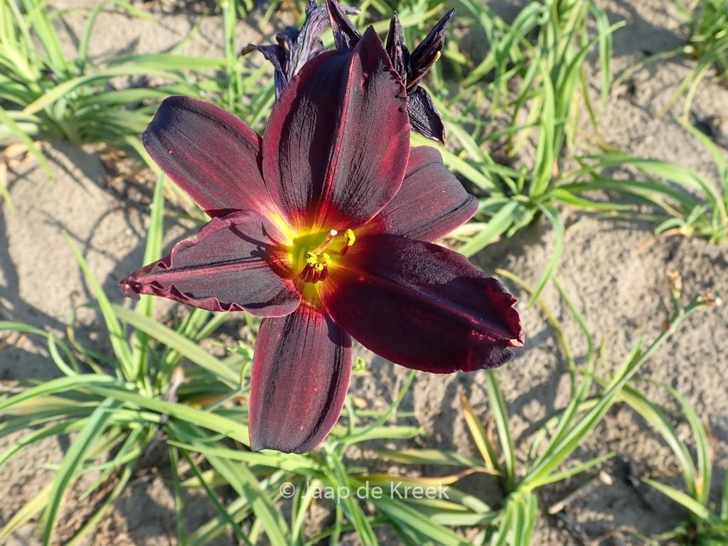 Hemerocallis ‚American Revolution‘