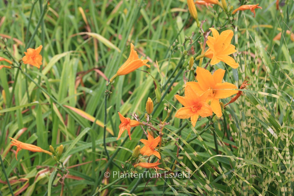 Hemerocallis ‚Aten‘