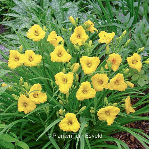 Hemerocallis ‚Bakabana‘