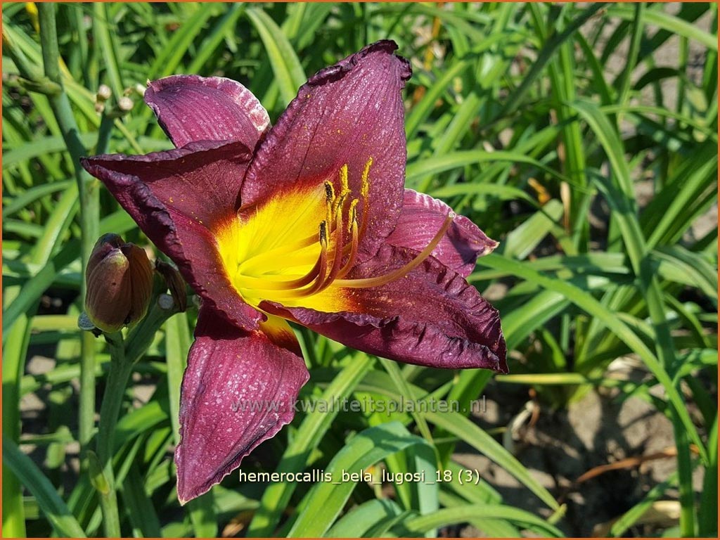 Hemerocallis ‚Bela Lugosi‘