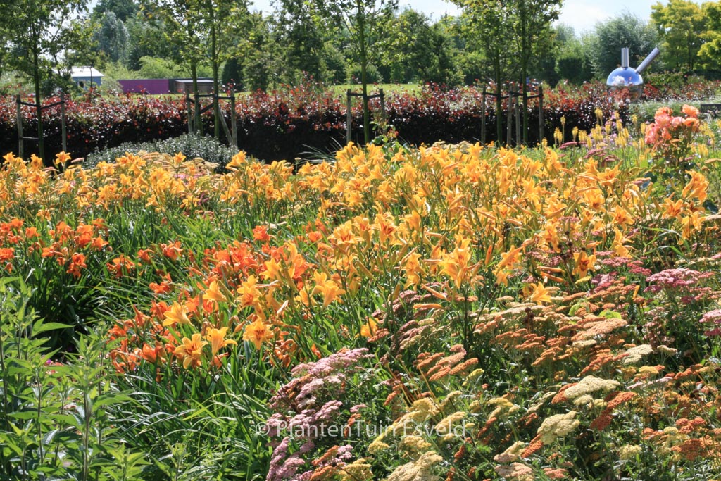 Hemerocallis ‚Bonanza‘
