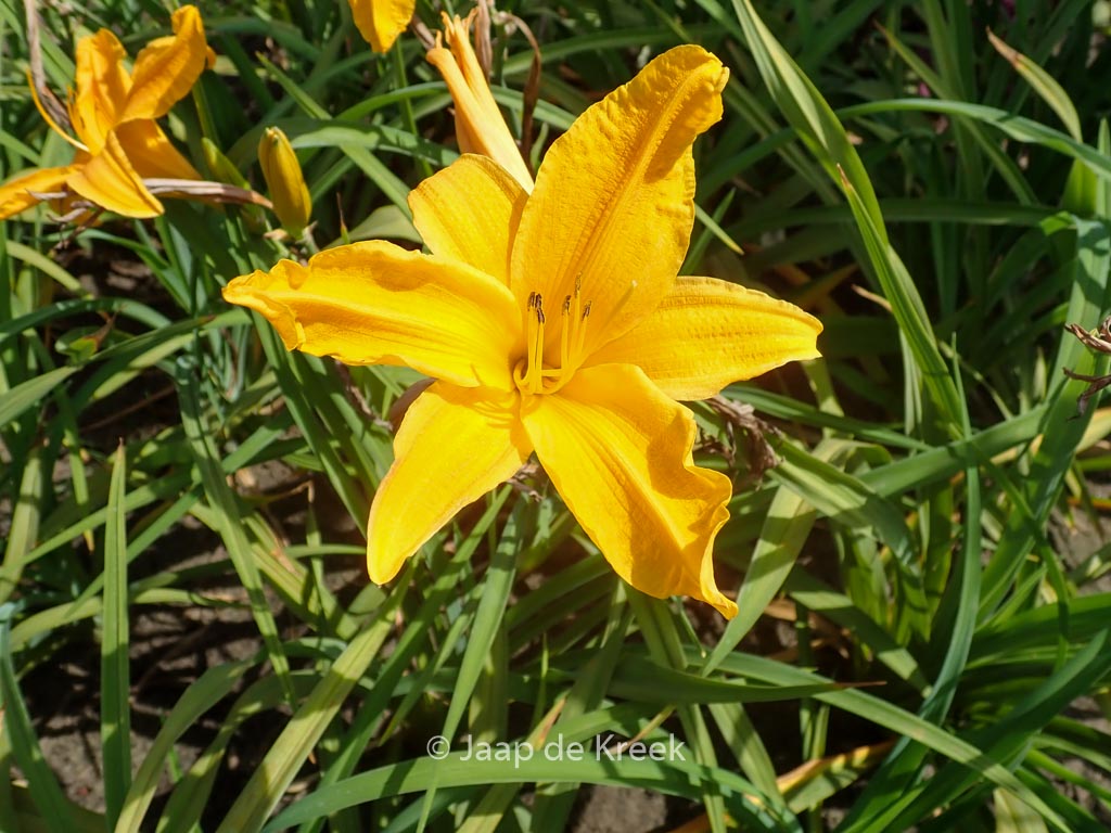Hemerocallis ‚Burning Daylight‘