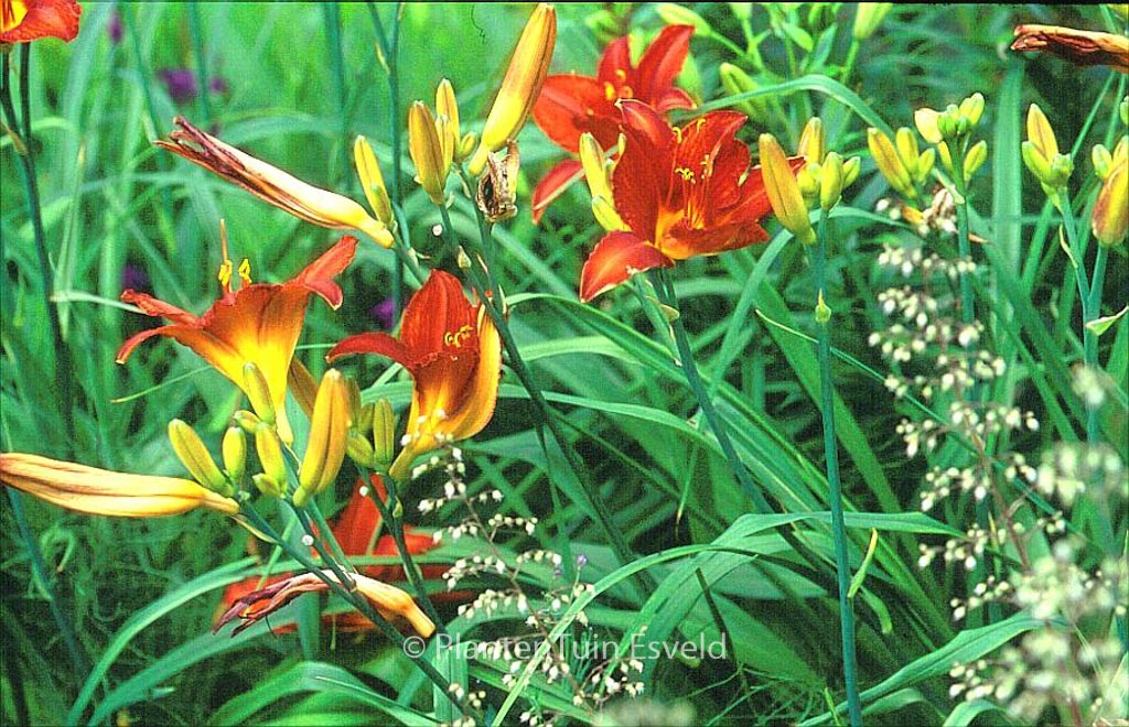 Hemerocallis ‚Campfire Embers‘