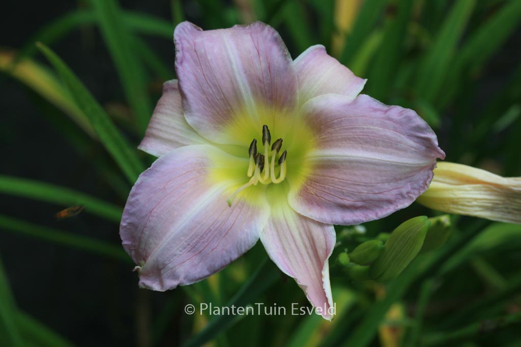 Hemerocallis ‚Catherine Woodbury‘
