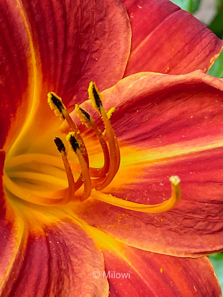 Hemerocallis ‚Chewonki‘