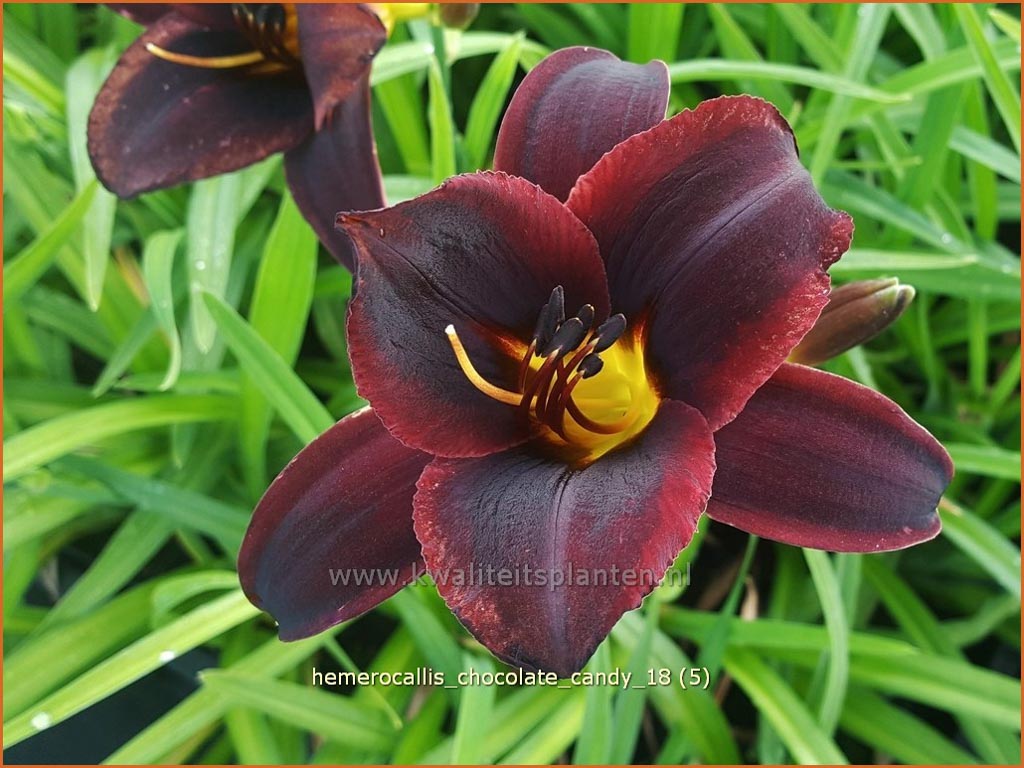 Hemerocallis ‚Chocolate Candy‘