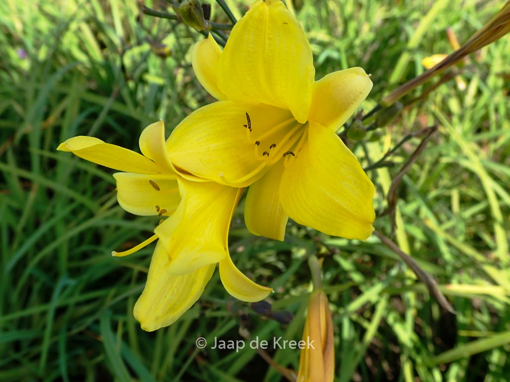 Hemerocallis ‚Corky‘