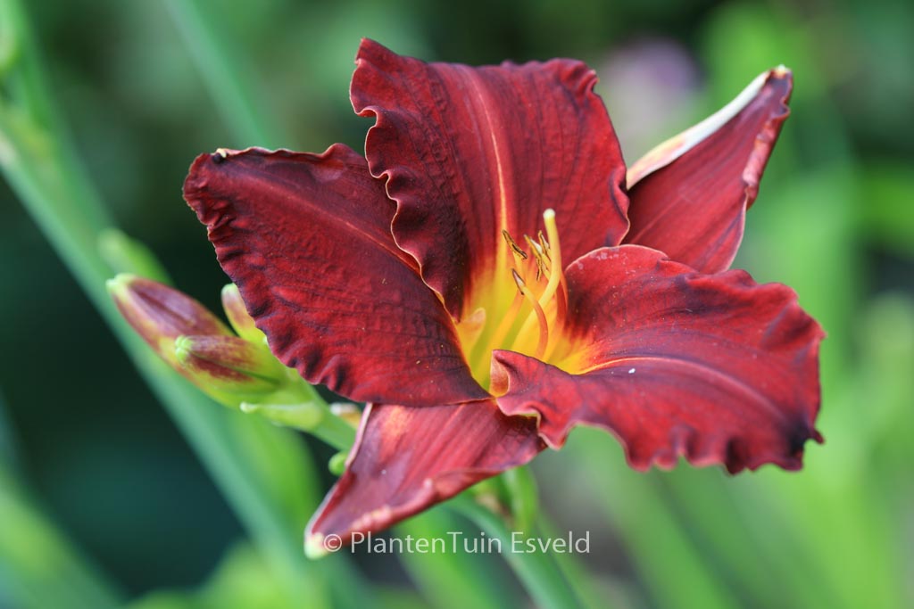 Hemerocallis ‚Ed Murray‘