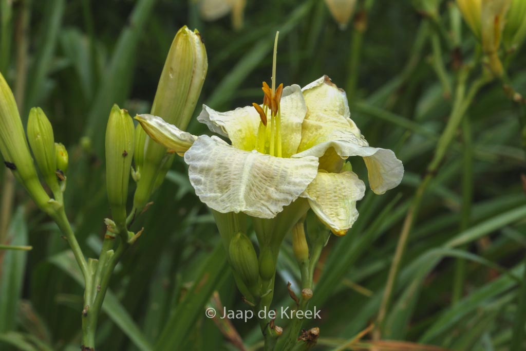 Hemerocallis ‚Gentle Shepherd‘