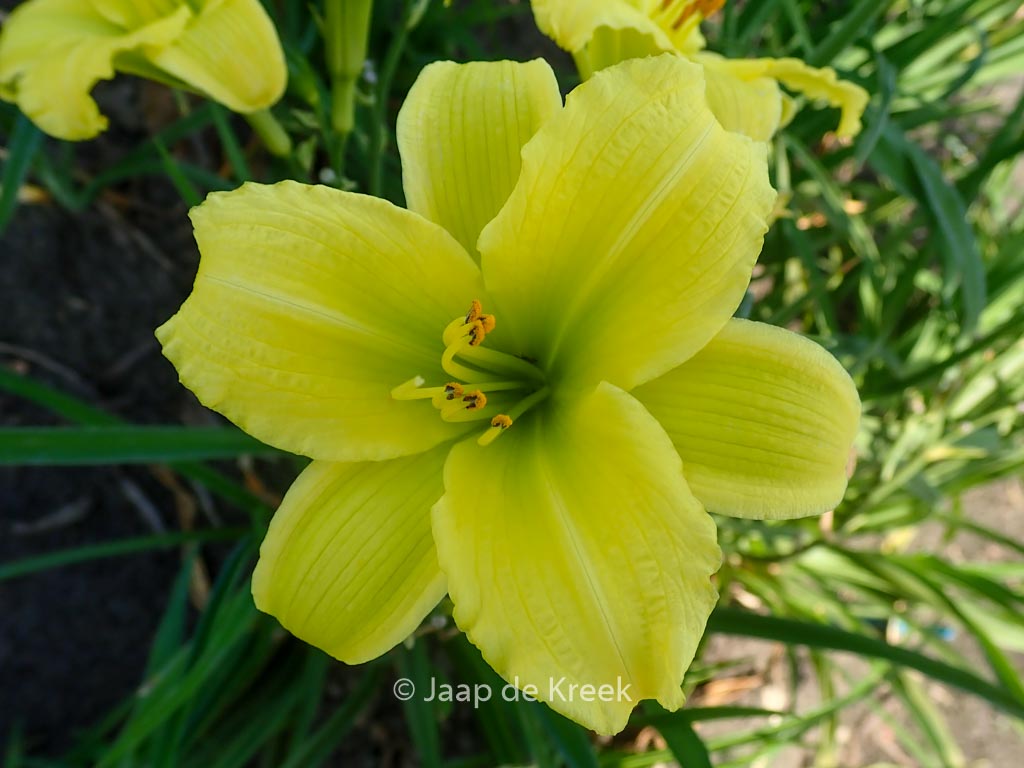 Hemerocallis ‚Green Flutter‘