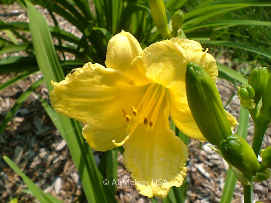 Hemerocallis ‚Happy Returns‘