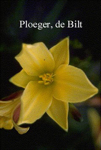 Hemerocallis ‚Lemon Bells‘