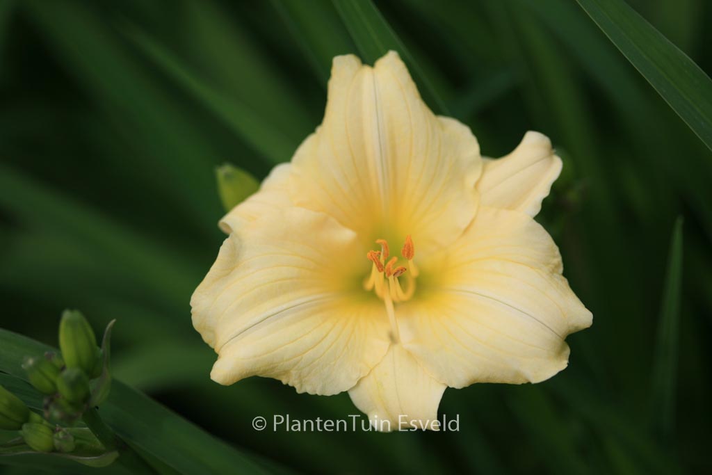 Hemerocallis ‚Longfields Pearl‘