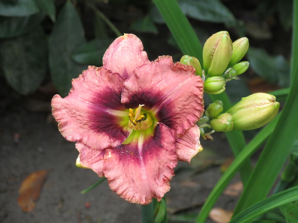 Hemerocallis ‚Mildred Mitchell‘