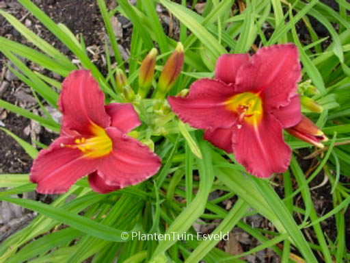 Hemerocallis ‚Pardon Me‘