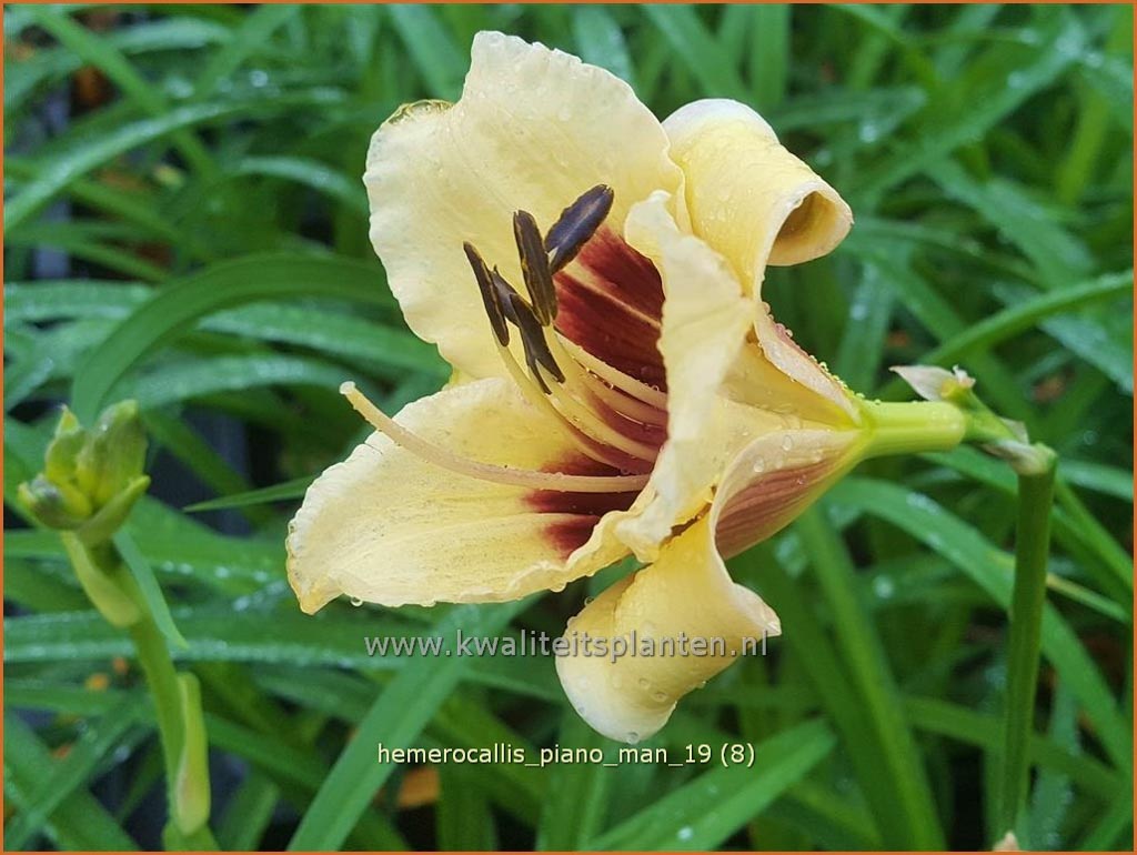 Hemerocallis ‚Piano Man‘