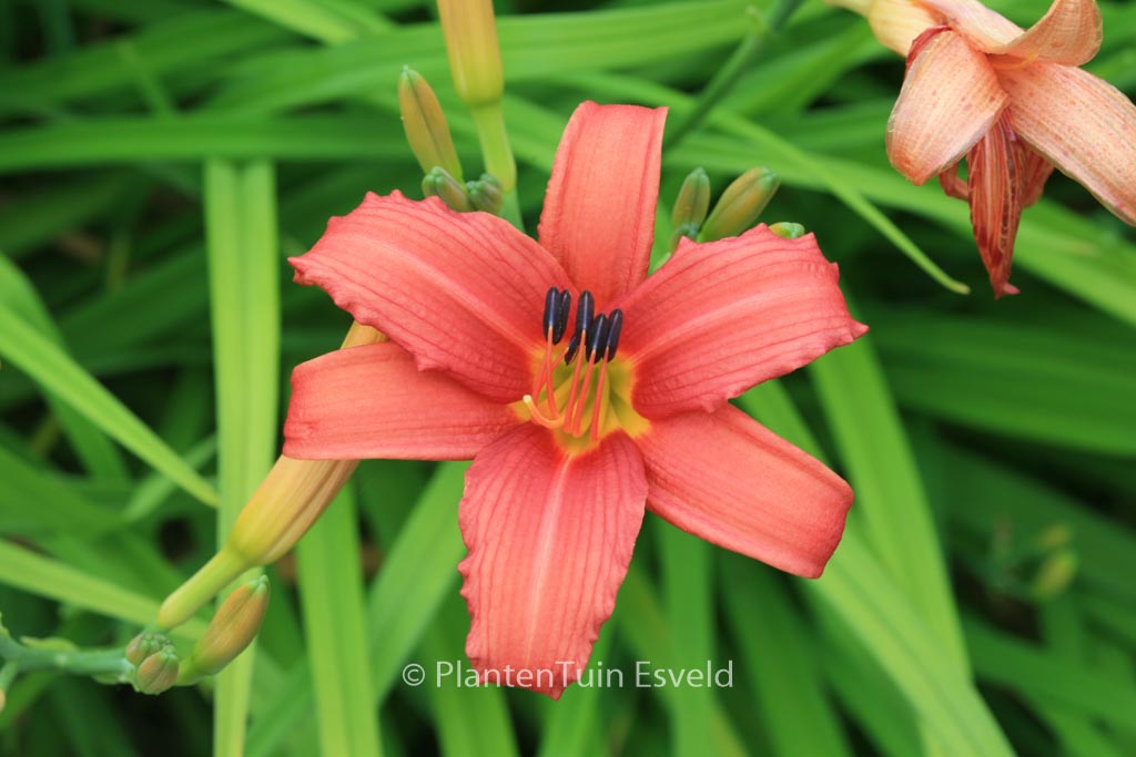 Hemerocallis ‚Pink Damask‘