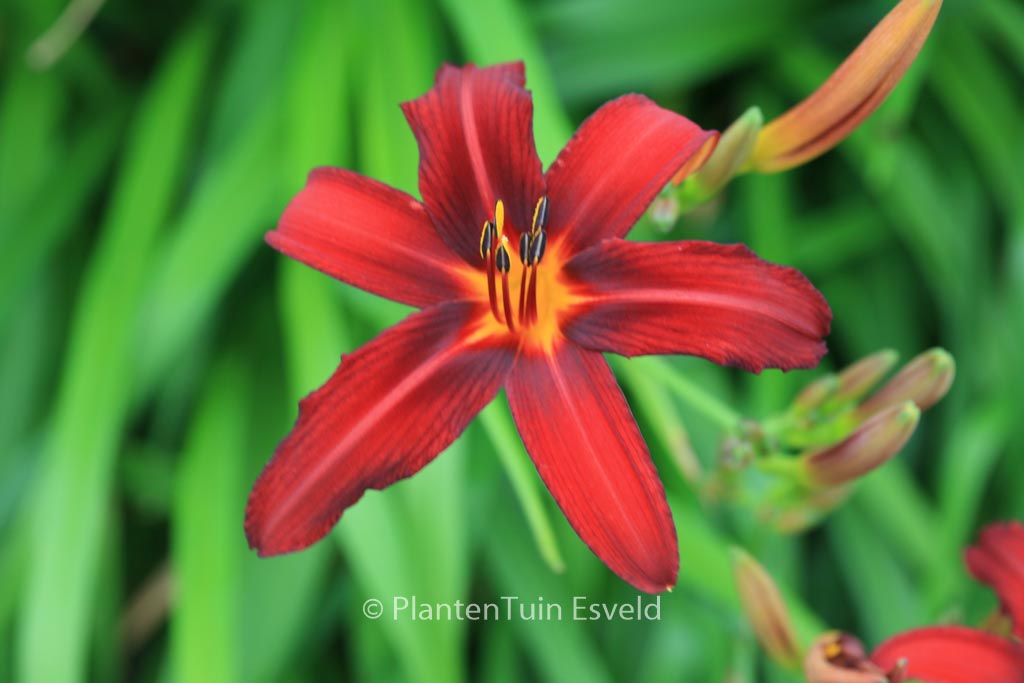 Hemerocallis ‚Sammy Russell‘